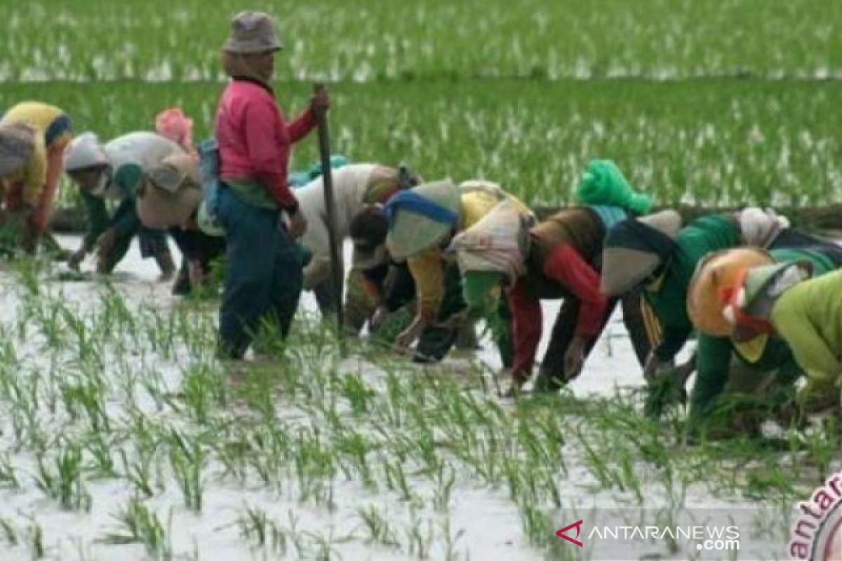 Rokan Hilir jadi kabupaten perdana pengembangan lumbung pangan di Riau