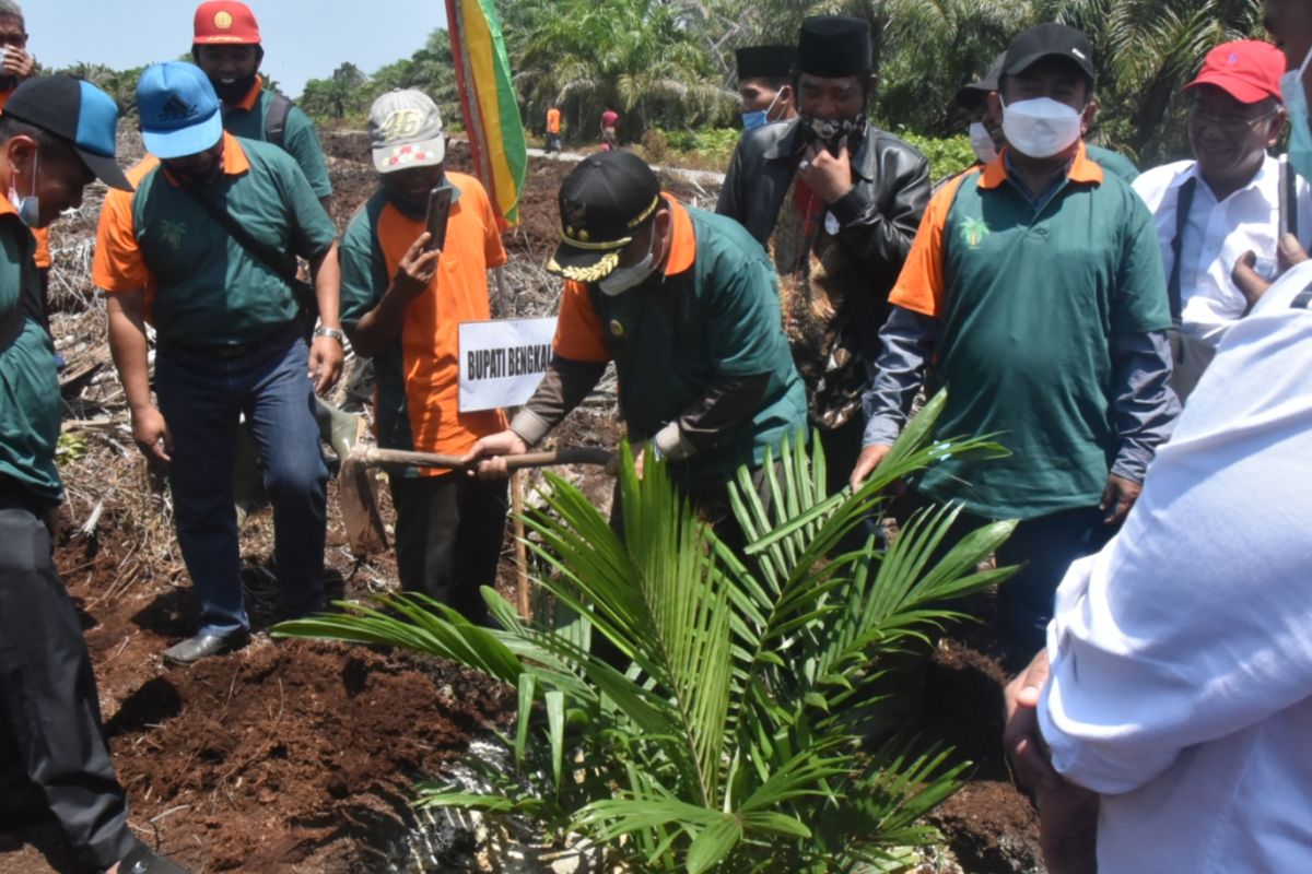 Program PKSP, Wabup Bengkalis tanam perdana kelapa sawit
