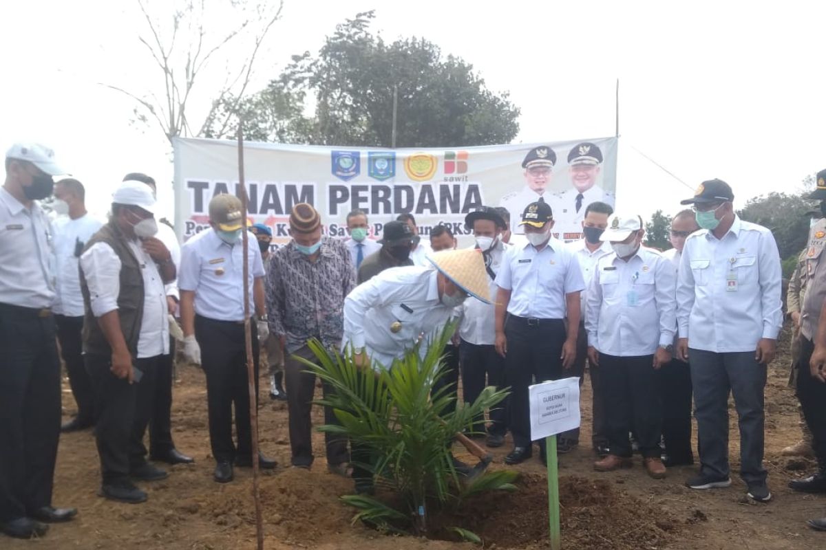 Kabupaten Bangka Tengah jadi percontohan program peremajaan kelapa sawit
