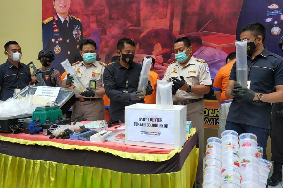 Polresta Sidoarjo gagalkan pengiriman 33 ribu benur ilegal