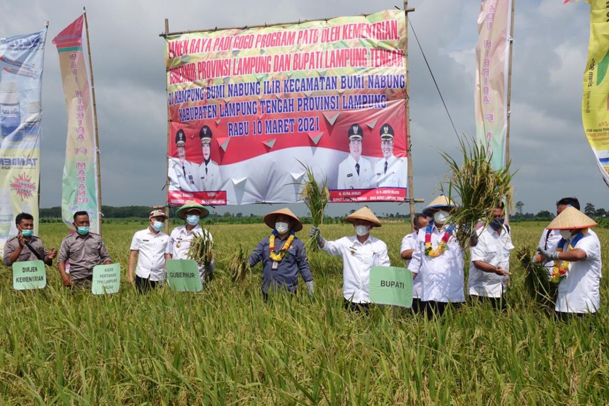 Bupati Lampung Tengah dan Kadisbun Lampung panen raya padi gogo