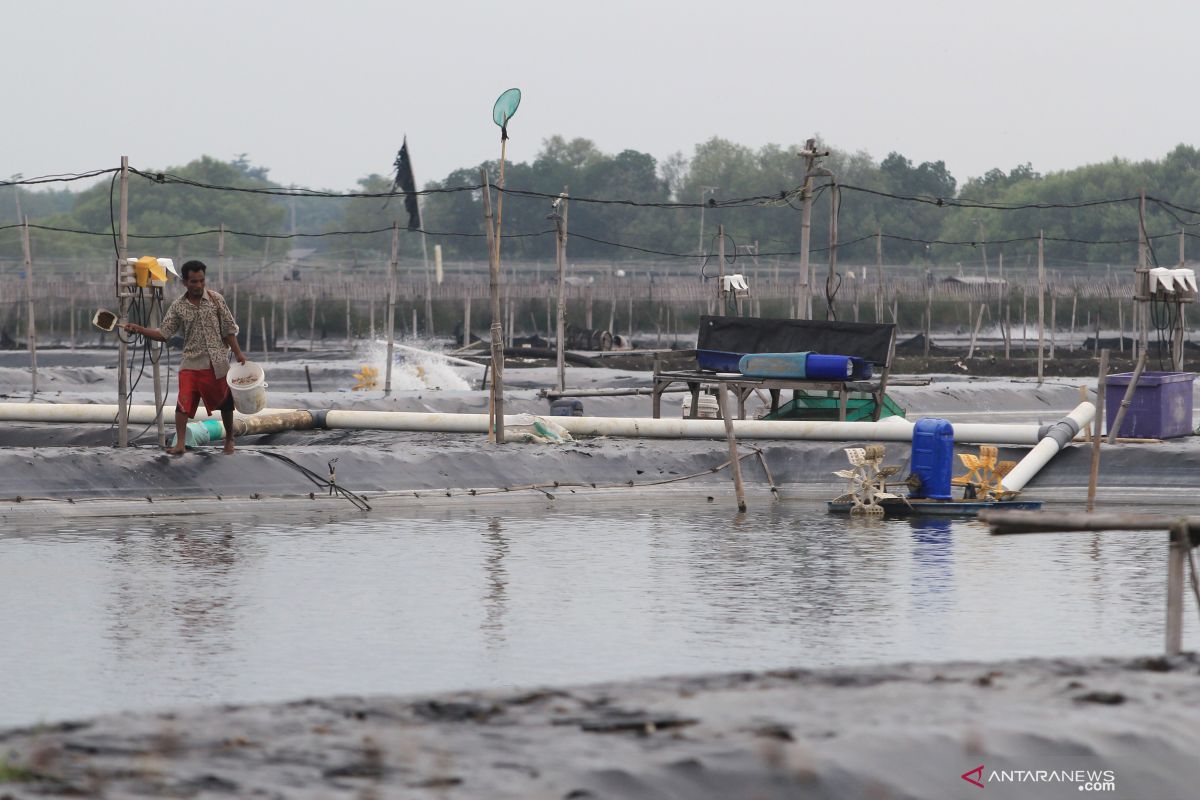 KKP yakin intensifikasi dapat lesatkan produktivitas tambak udang