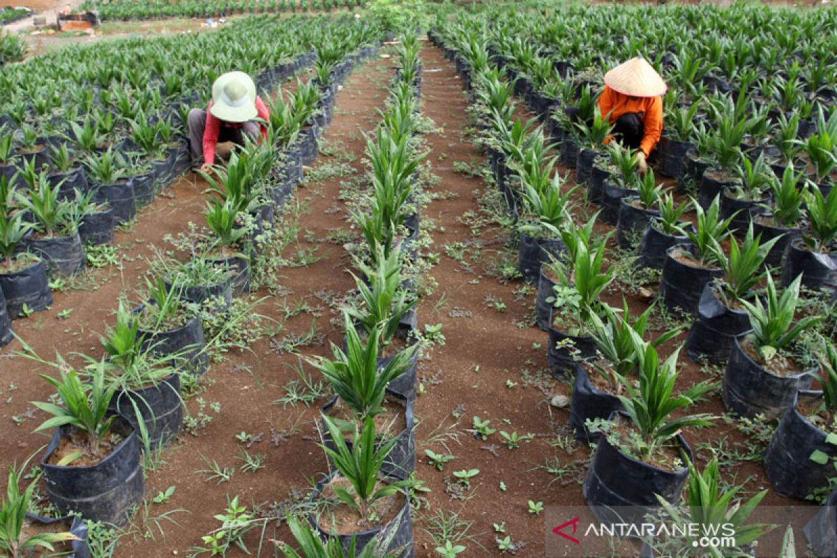 Pemerintah kejar target peremajaan sawit rakyat 2021