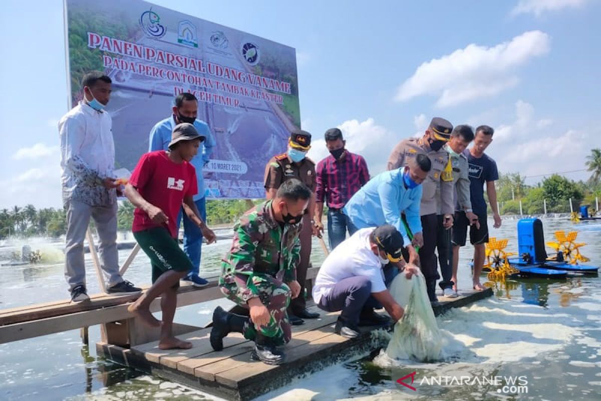 Bupati Aceh Timur sebut panen udang vaname sesuai harapan