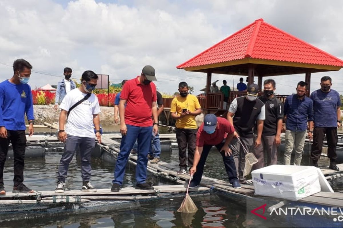 Gerakkan Ekonomi Masyarakat, PT Timah Bersama Pokdakan Pesona Cahaya Lestari Budidayakan Kakap Putih di Lahan Bekas Tambang