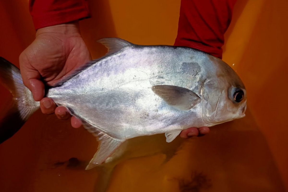 KKP kembangkan benih bawal bintang hibrida bertajuk ikan "Bawal Sakti"