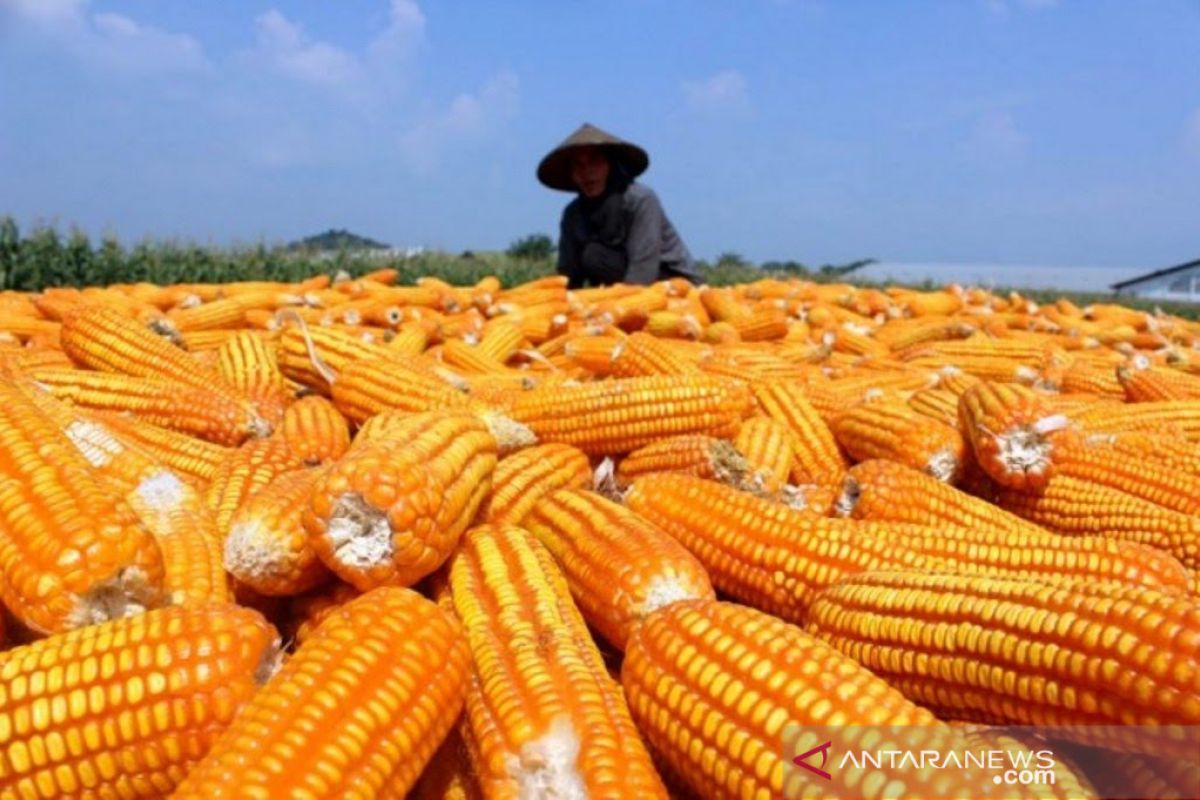 Petani keluhkan kelangkaan pupuk bersubsidi