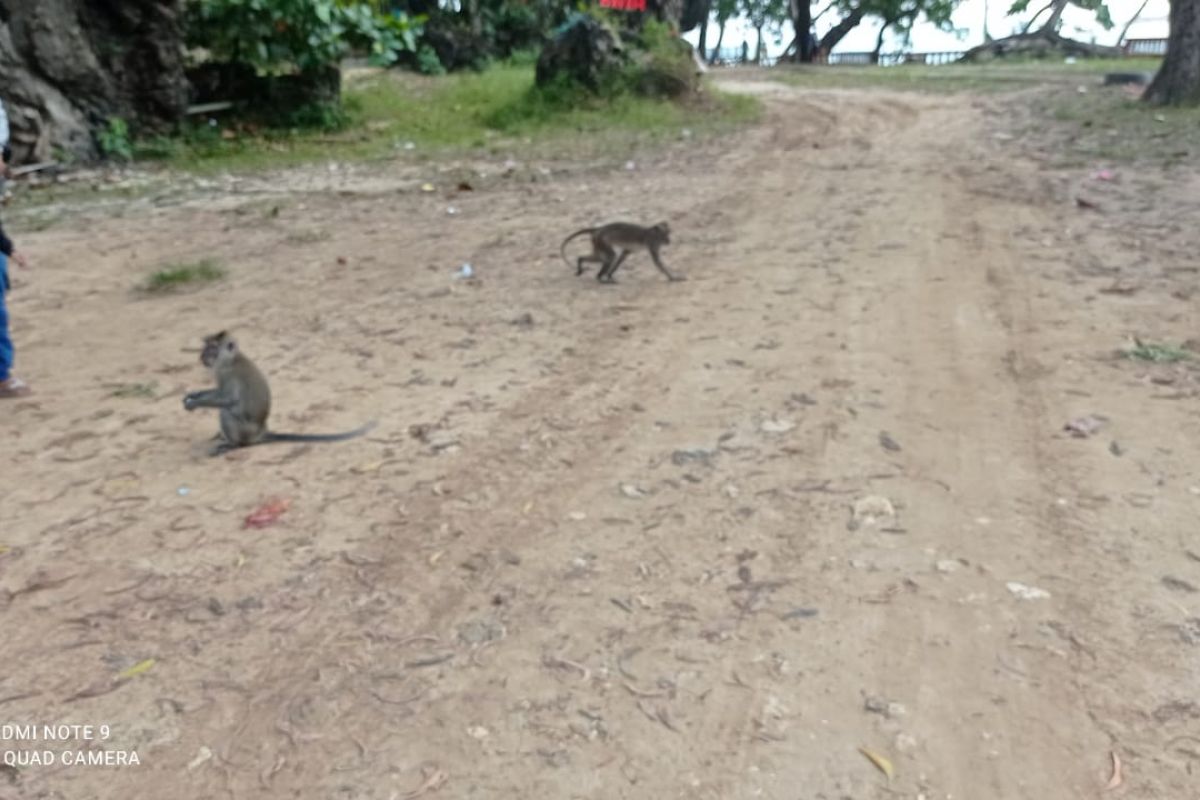 Kawanan monyet berkeliaran cari makan di kawasan wisata Pulau Manuk