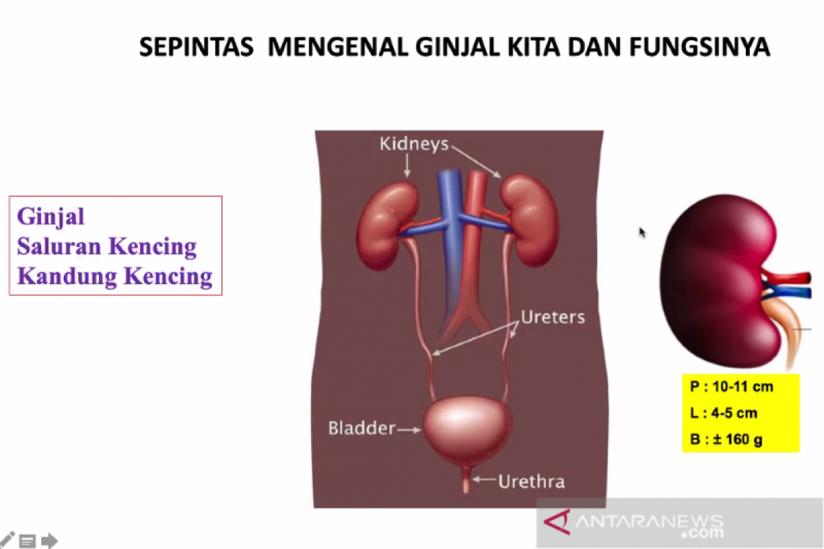 Hipertensi dan diabetes penyebab umum gagal ginjal