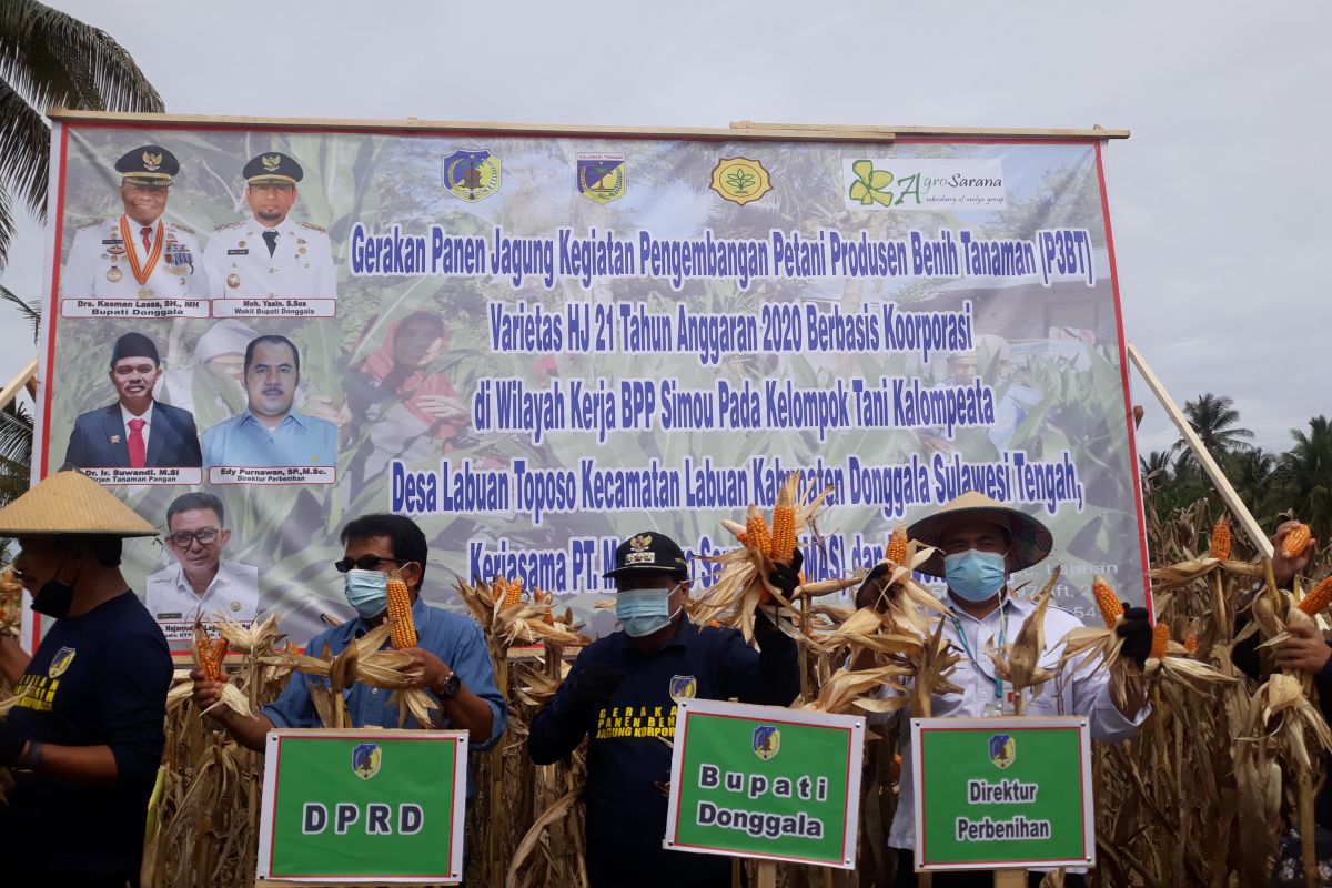 Melihat kesiapan Sulteng menjadi pusat benih jagung hibrida