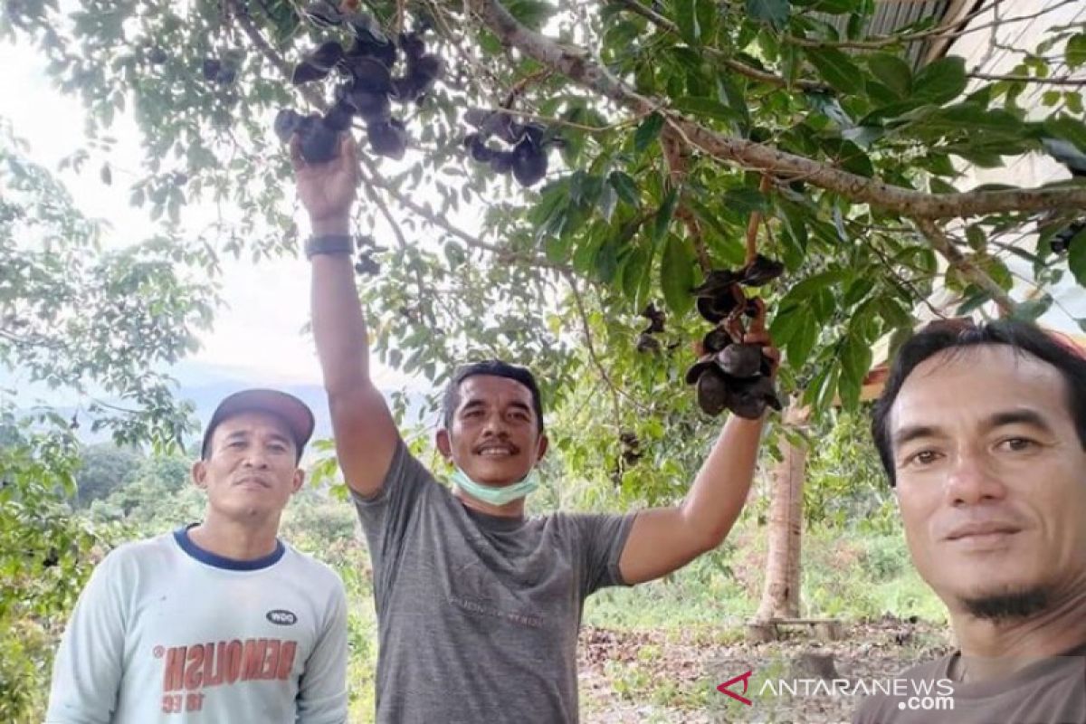 Jengkol Abdya diprediksi bakal tembus pasar internasional