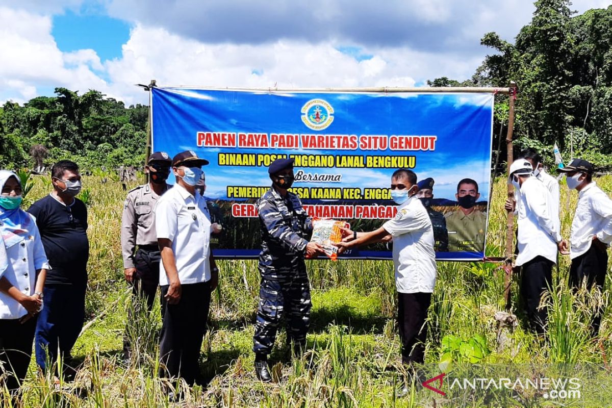 Lanal Bengkulu lakukan panen raya padi darat di Pulau Enggano