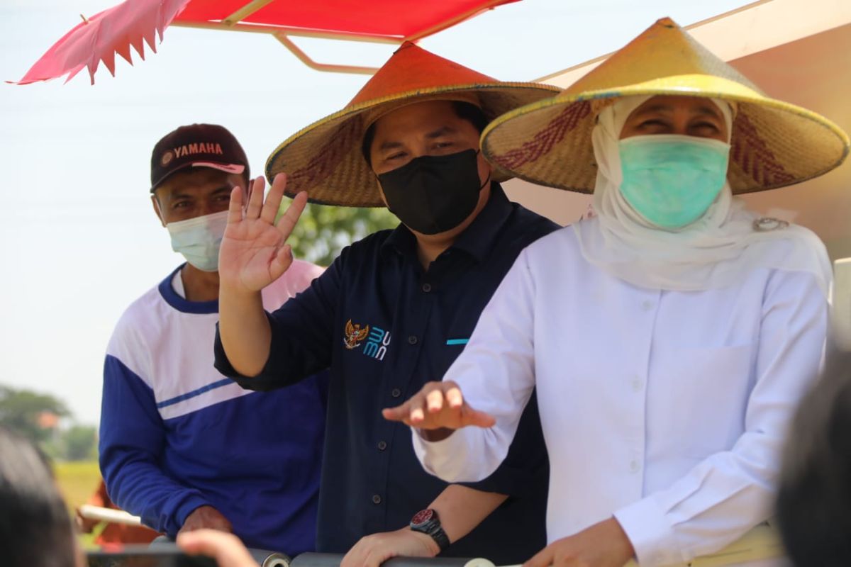 Tiga menteri panen raya padi di Gresik