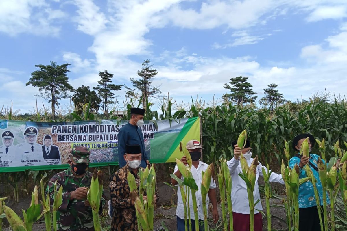 Pemkab Bangka Tengah akan jadikan Kecamatan Lubuk Besar sentra pertanian