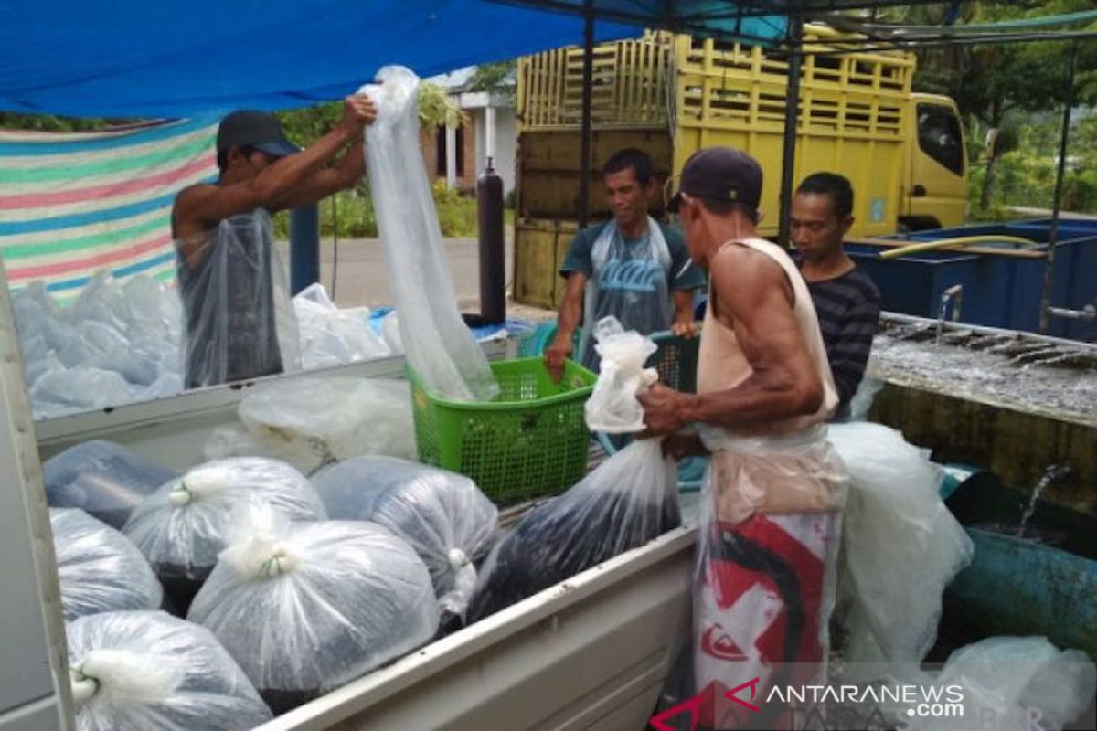 Produksi ikan air tawar di Agam berkurang 40 persen selama COVID-19