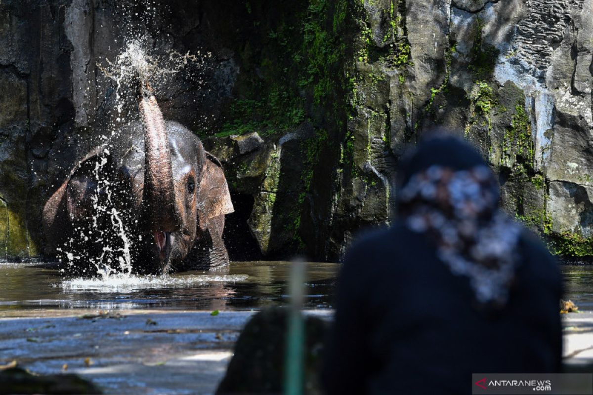 Satpol PP Jaksel kerahkan 50 personel di Taman Marga Satwa Ragunan