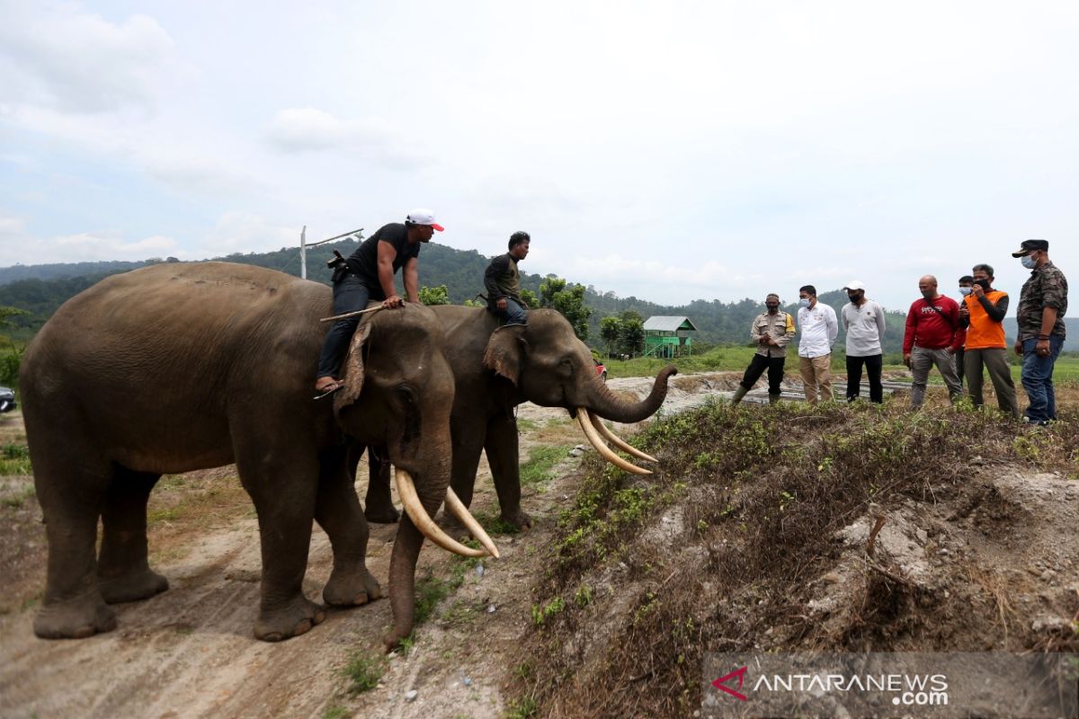 Penanganan Konflik Gajah Liar