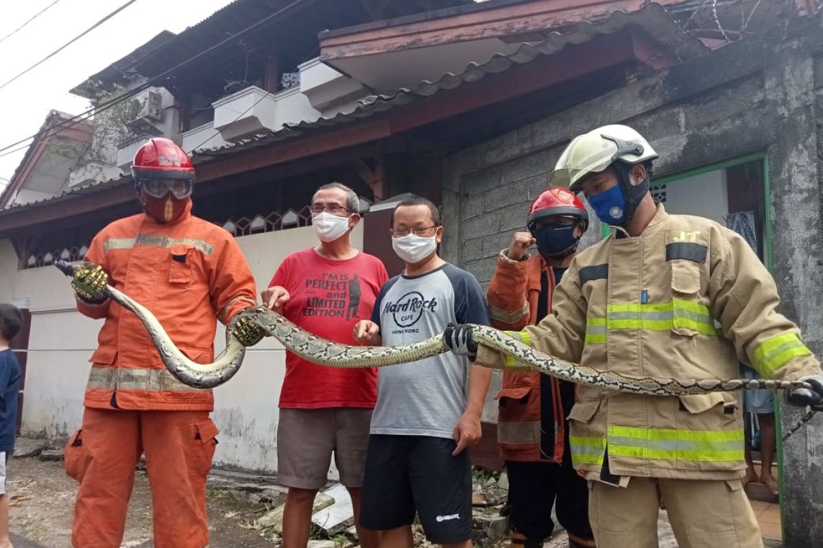 Petugas Damkar Jakarta Timur evakuasi ular sanca sepanjang empat meter