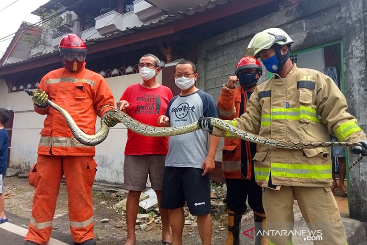 Kemarin, evakuasi ular sanca hingga denda tilang elektronik Rp5 juta