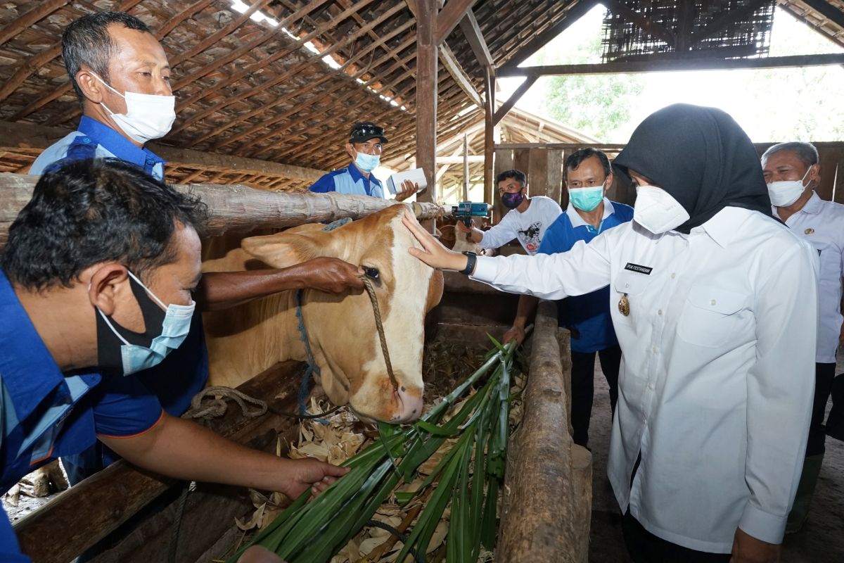 Pemkab Banyuwangi beri layanan gratis pemeriksaan kesehatan hewan ternak