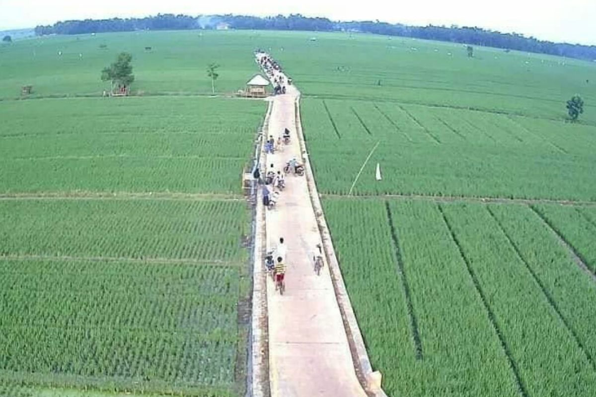 Kelompok sadar wisata di Lampung Timur buat wisata sawah