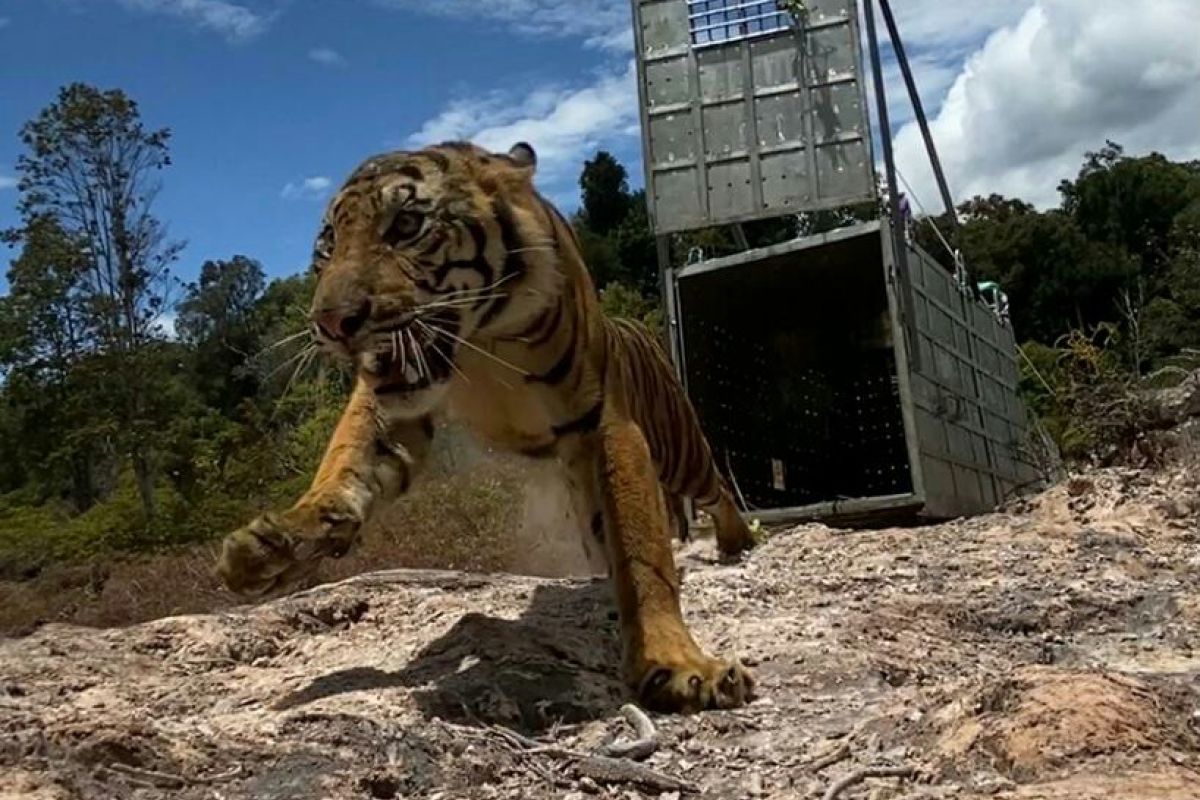 Harimau Sumatera Suro dilepasliarkan ke hutan leuser