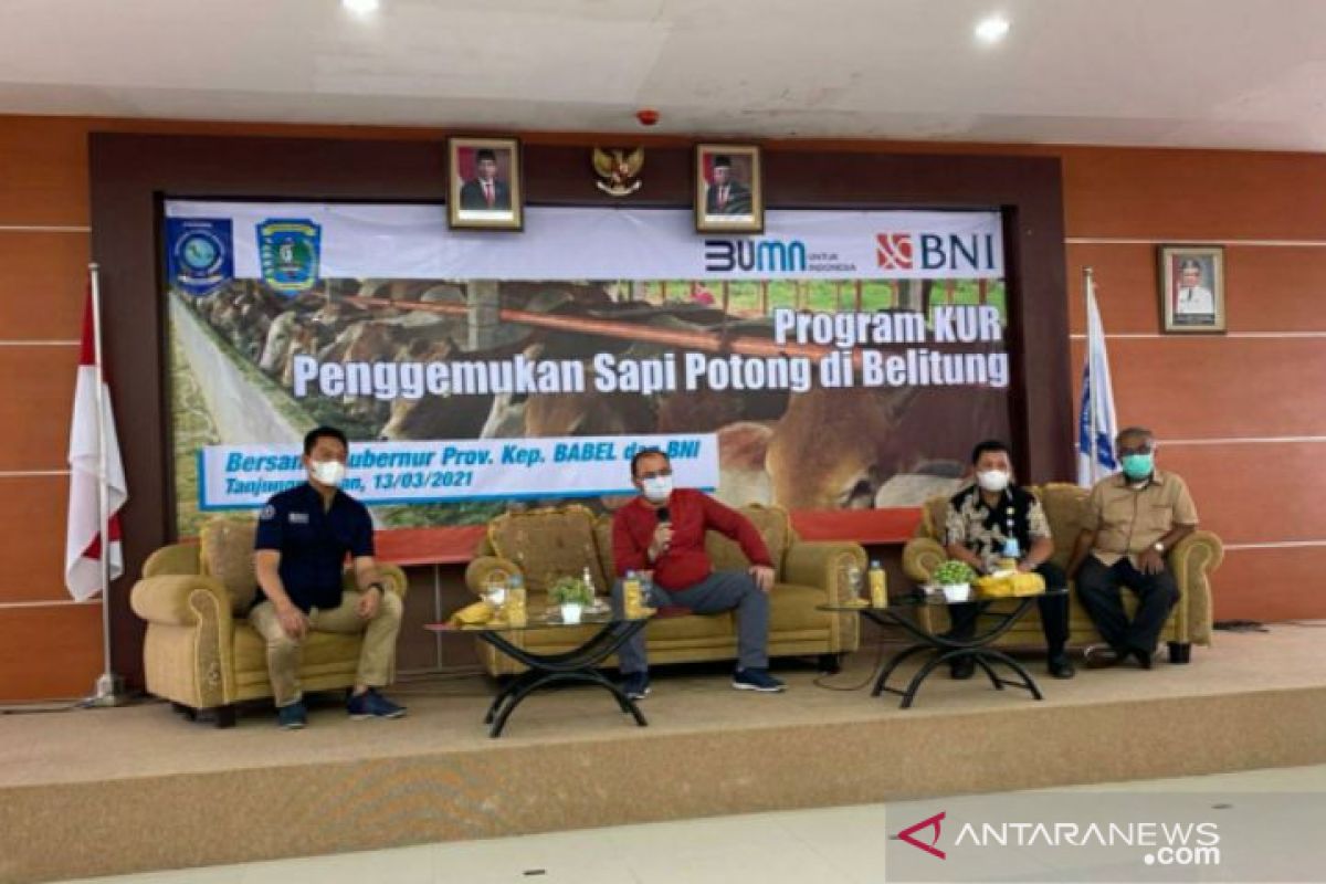 Pemprov Babel-BNI kerja sama penggemukan sapi potong di Belitung