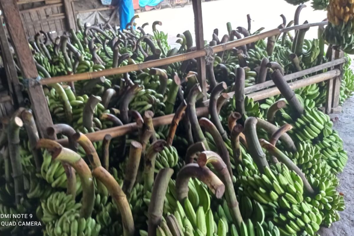 Tingkatkan pendapatan, petani Lebak kembangkan budidaya pisang