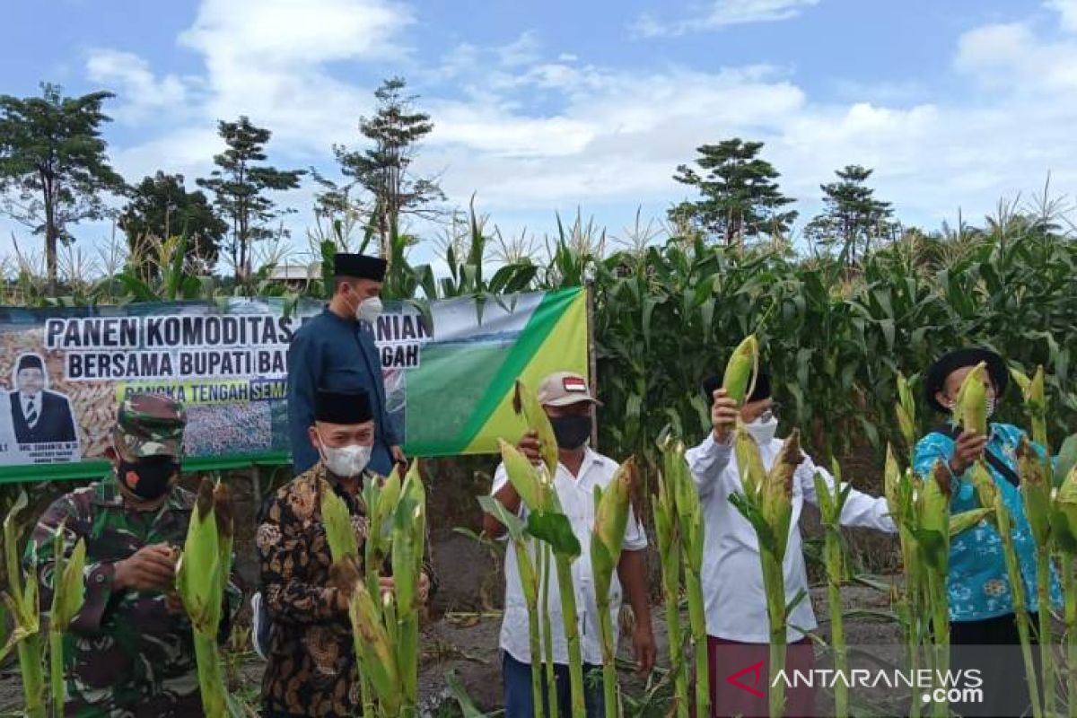 Poktan Karya Gemilang Bangka Tengah manfaatkan rawa menjadi lahan pertanian