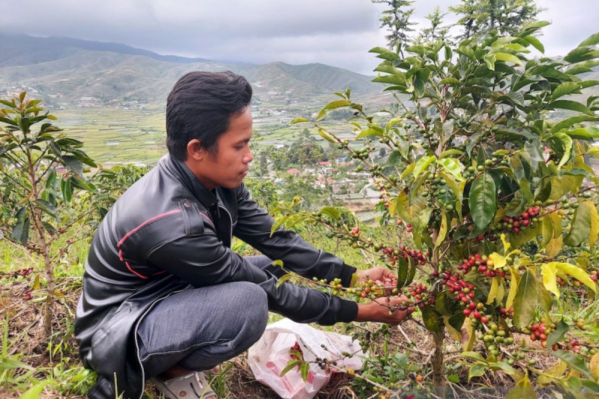 Sumatera Barat  fokus kembangkan budi daya kopi arabika