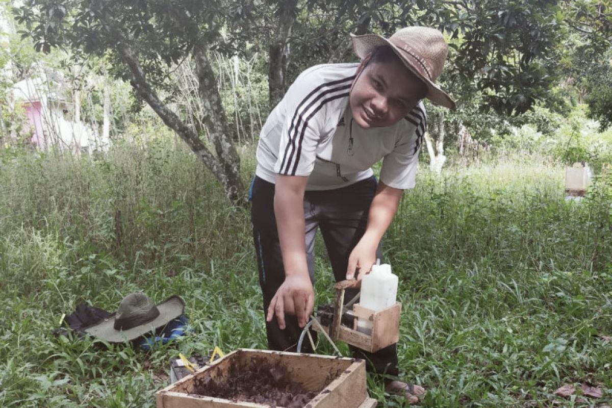 Omzet budi daya lebah madu tanpa sengat di Languang capai Rp8 juta perbulan