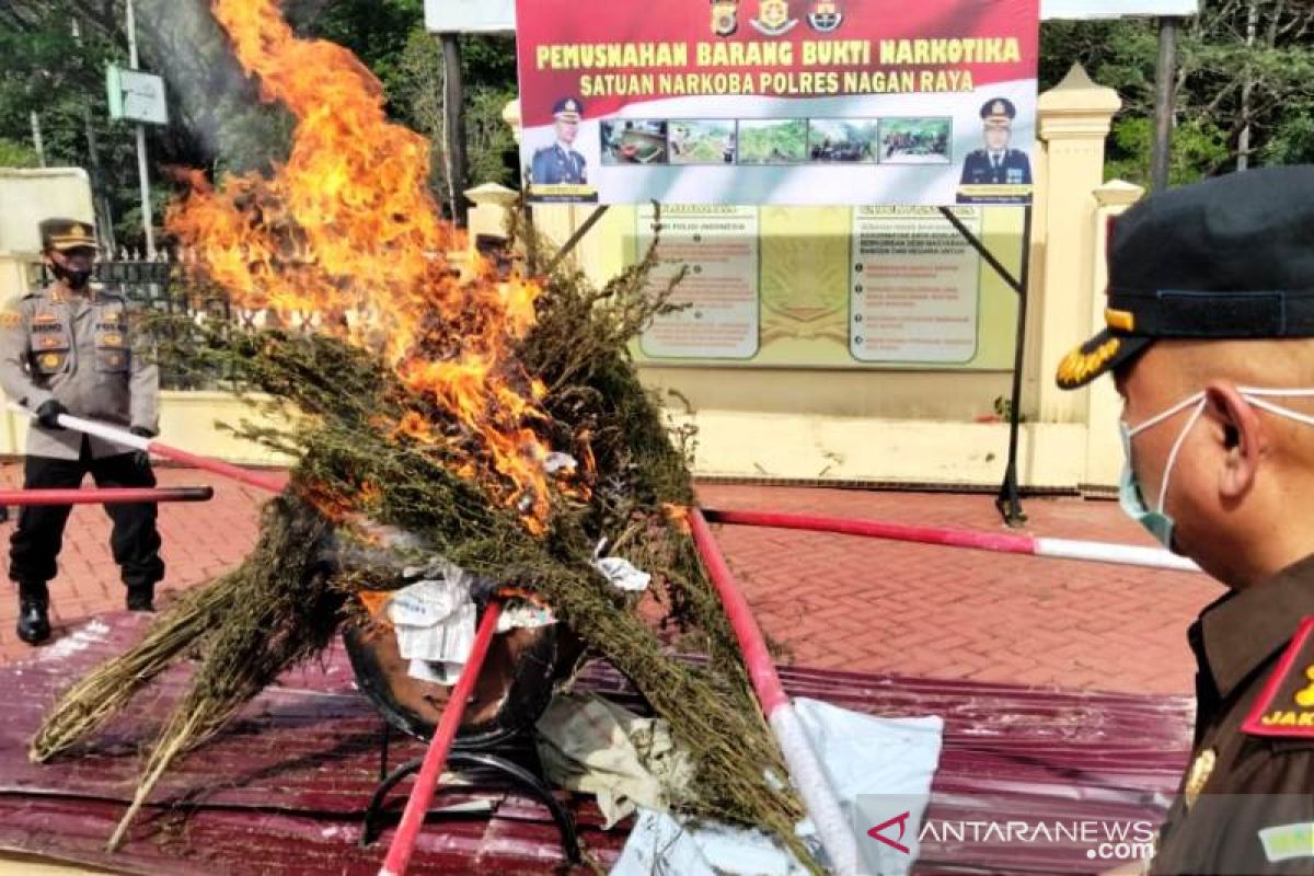 Polres Nagan Raya musnahkan ganja seluas tiga hektare