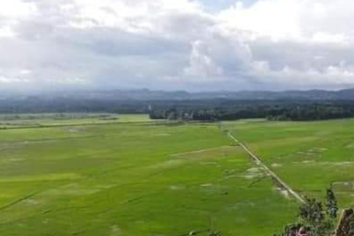 Lumbung pangan Sumba Tengah belum terserang hama belalang