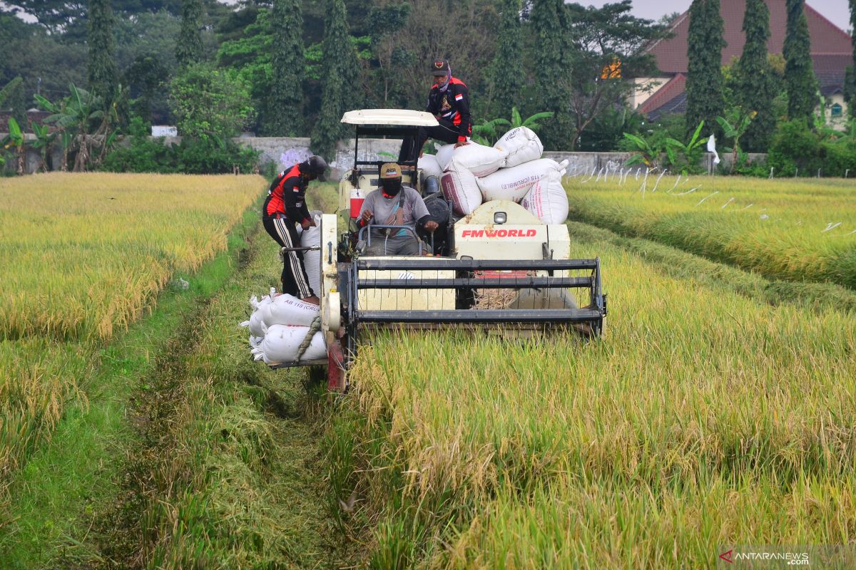 Soal impor beras, Anggota DPR: Mendag harus lihat kondisi di lapangan