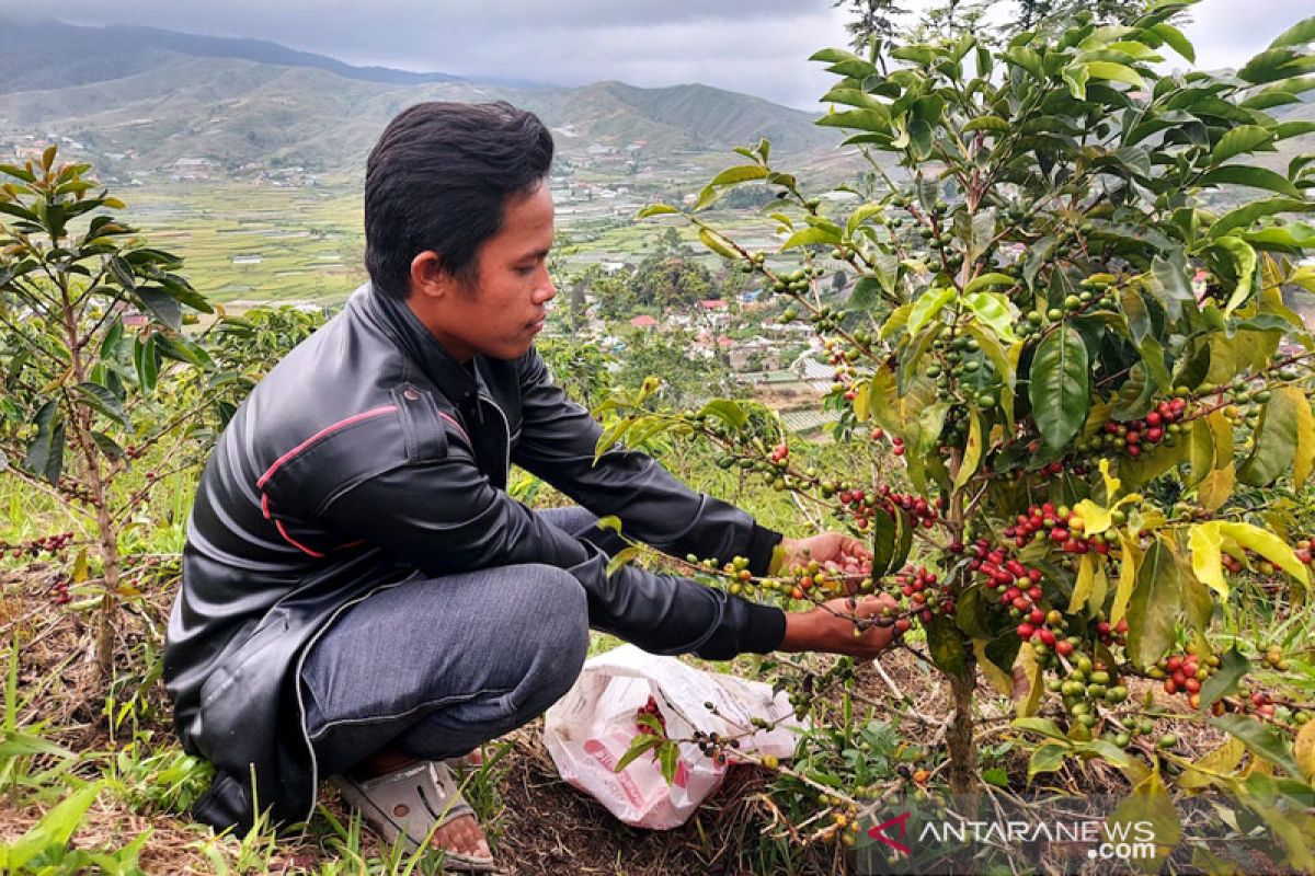 Kopi Solok Radjo, simbol naiknya derajat petani kopi Lembah Gumanti