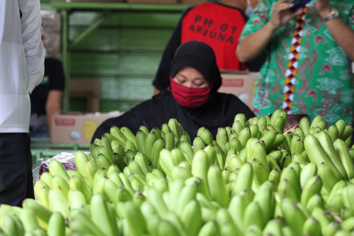 Lampung kembangkan varietas buah lokal berorientasi ekspor