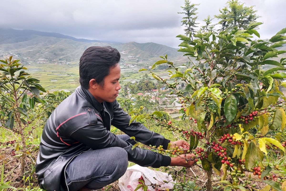 Solok Radjo pemantik gairah petani kopi dari  Lembah Gumanti