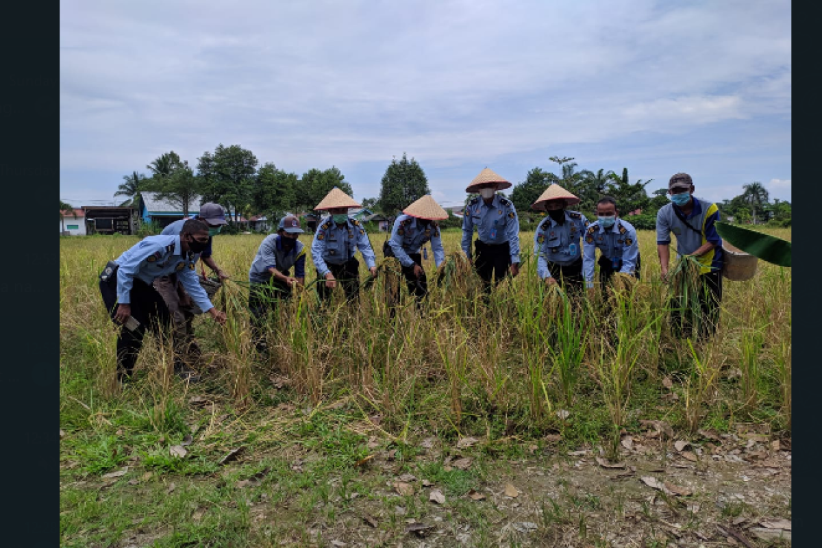 Rutan Putussibau panen padi Napi untuk ketahanan pangan