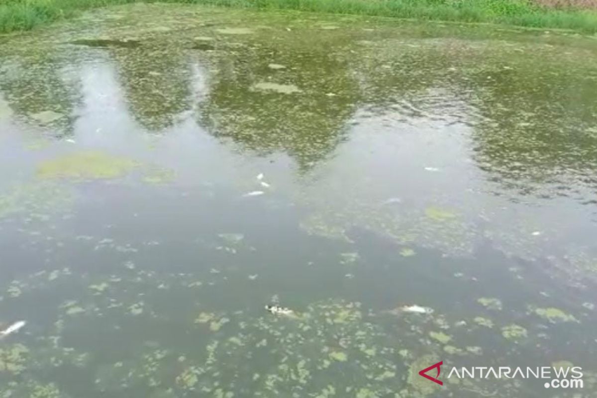 Ribuan ikan di kolam Desa Lopak Alai Muaro Jambi mati