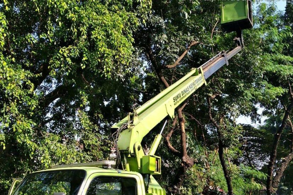 Bahayakan warga, Pemkot Jakarta Selatan pangkas pohon rawan tumbang