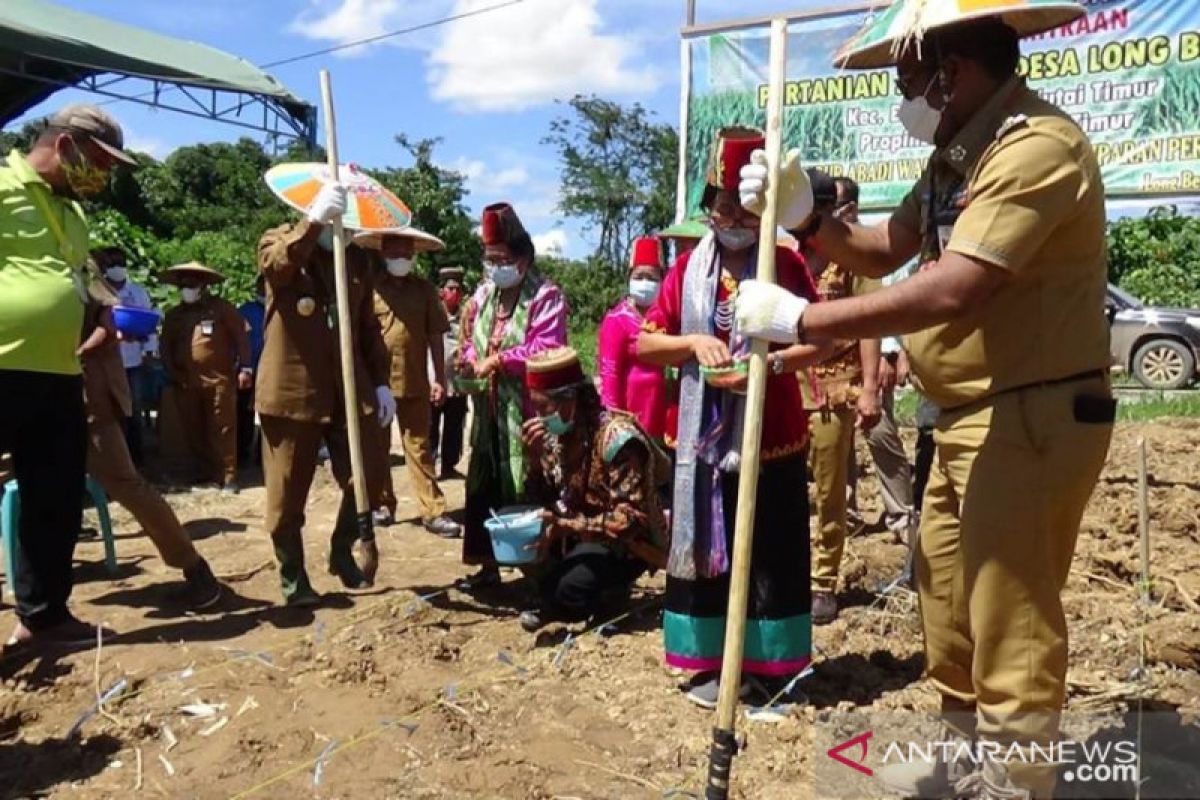 PT SAWA tanam perdana jagung di Long Bentuq