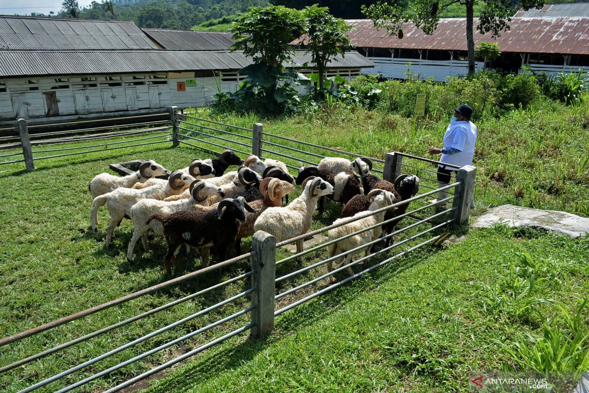 Warga tiga negara Singapura-Malaysia-Brunai berkurban 2.000 domba untuk Sumut