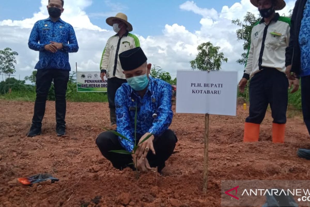 Kotabaru dukung pesantren kembangkan jahe merah