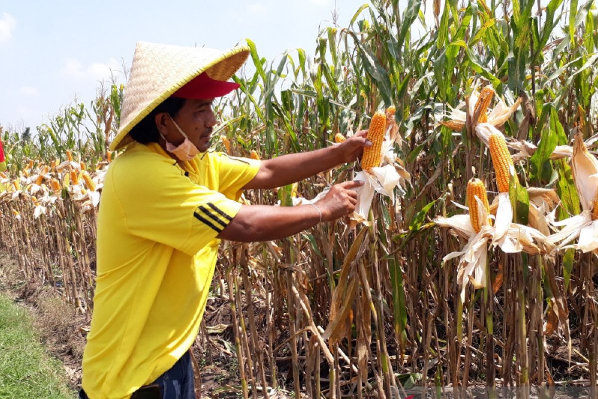 Harga jagung tinggi untungkan petani di Kabupaten Kediri