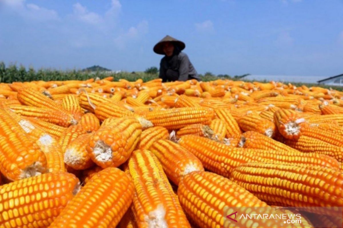 Petani mulai panen jagung seluas 400 ha