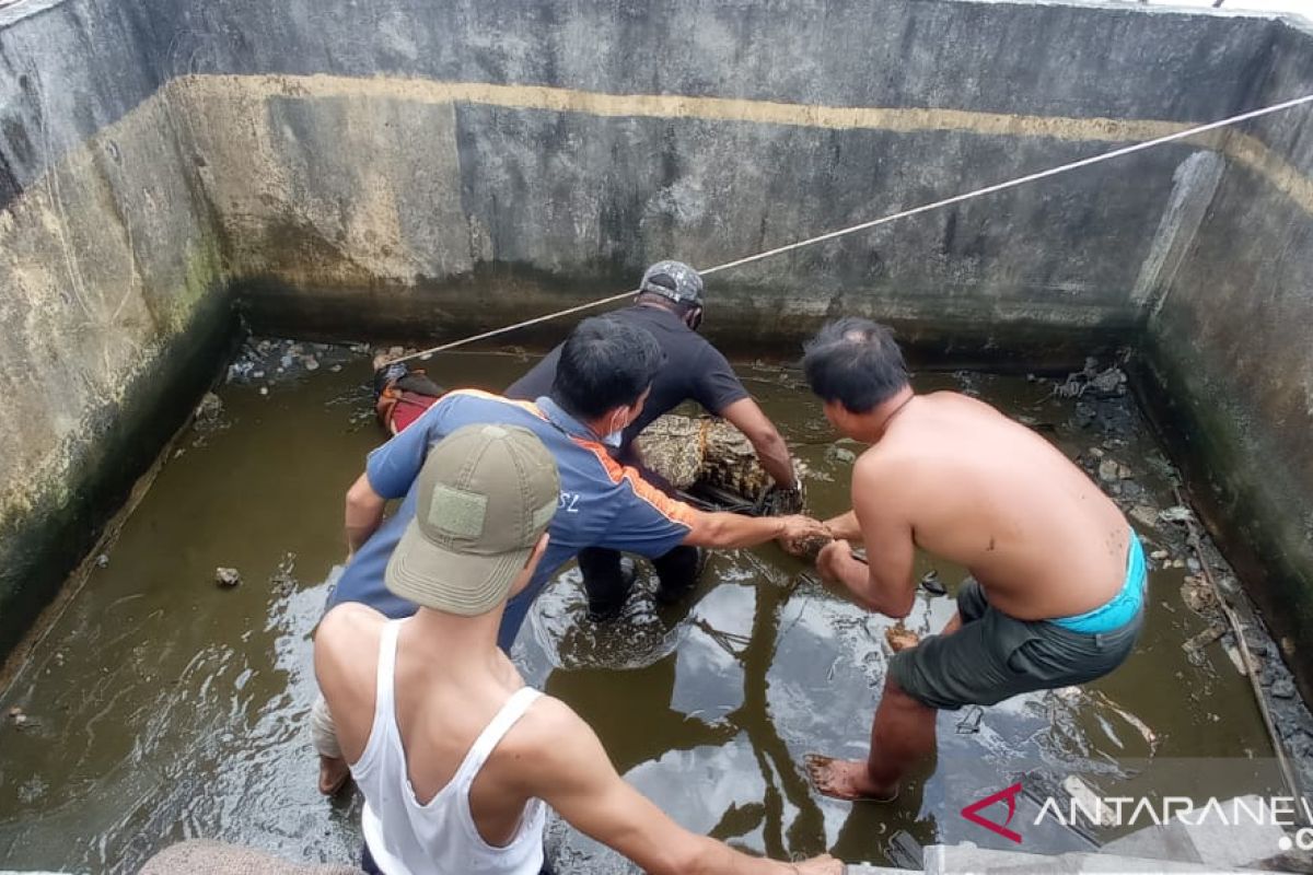 Petugas konservasi Singkawang evakuasi buaya milik warga