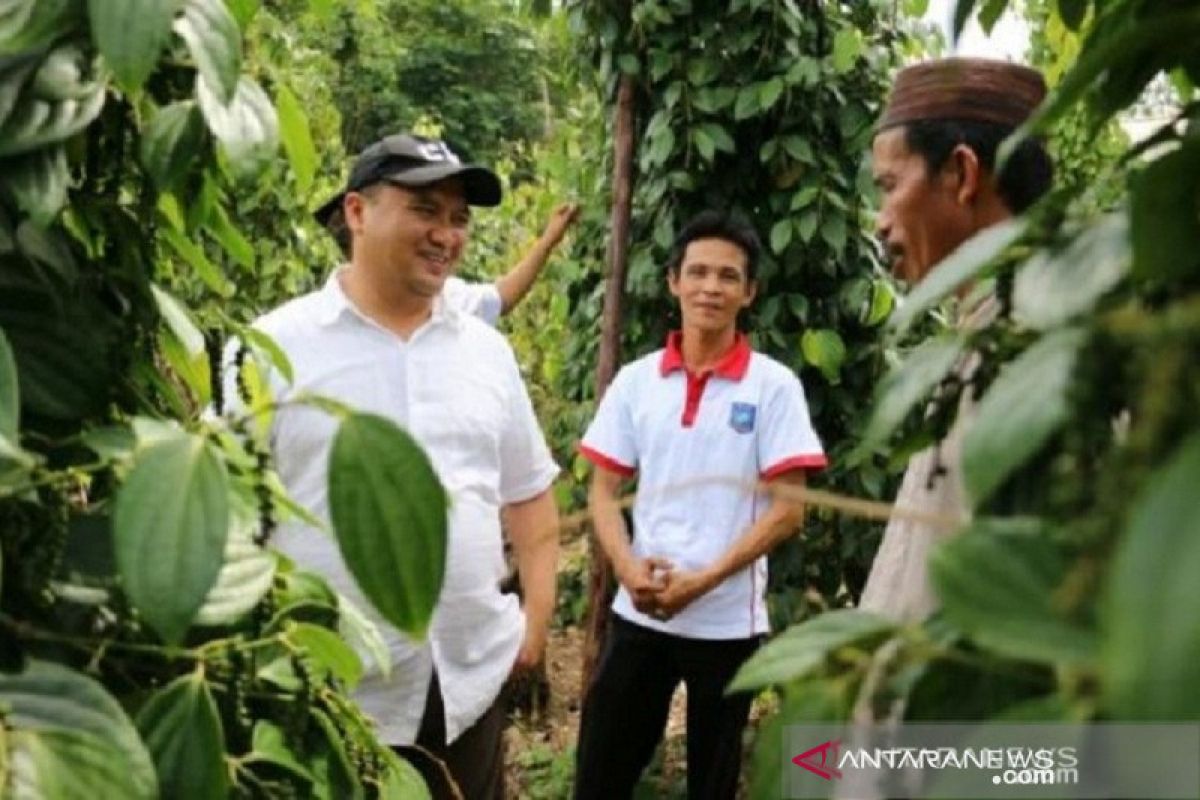 Indikasi Geografis picu harga lada putih di Bangka Belitung terus meningkat