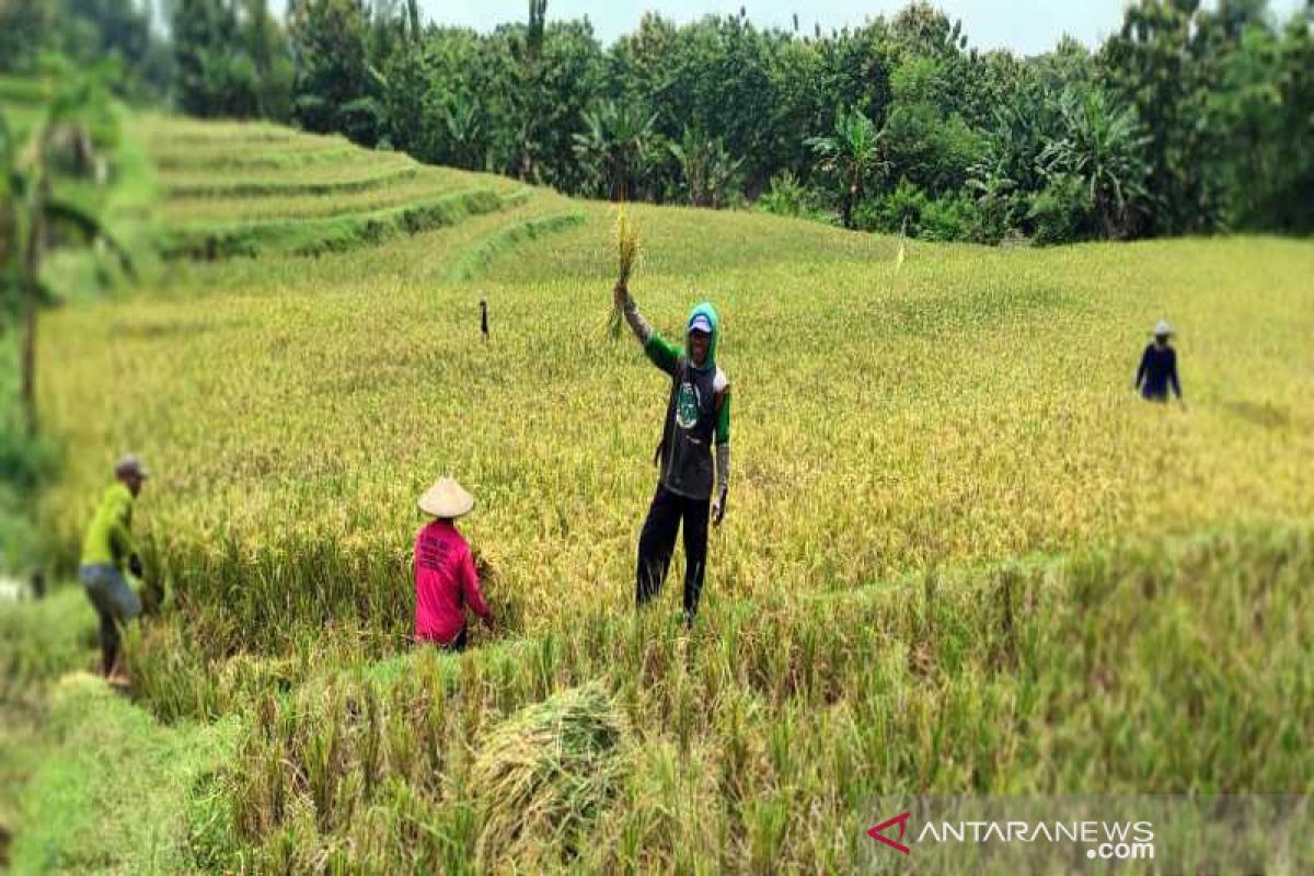 Bulog Surakarta targetkan serap gabah petani sebanyak 48.000 ton