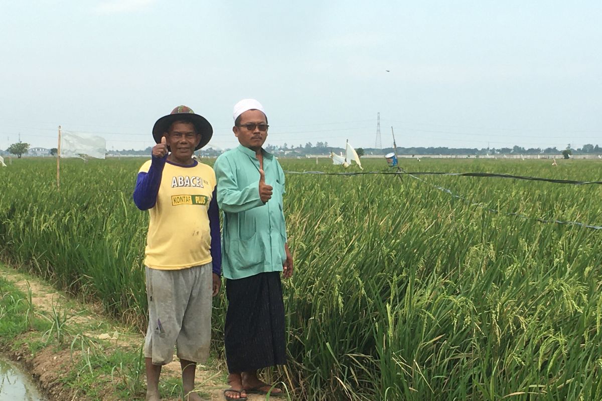 Gapoktan: Petani di Rorotan tetap produktif saat kemarau