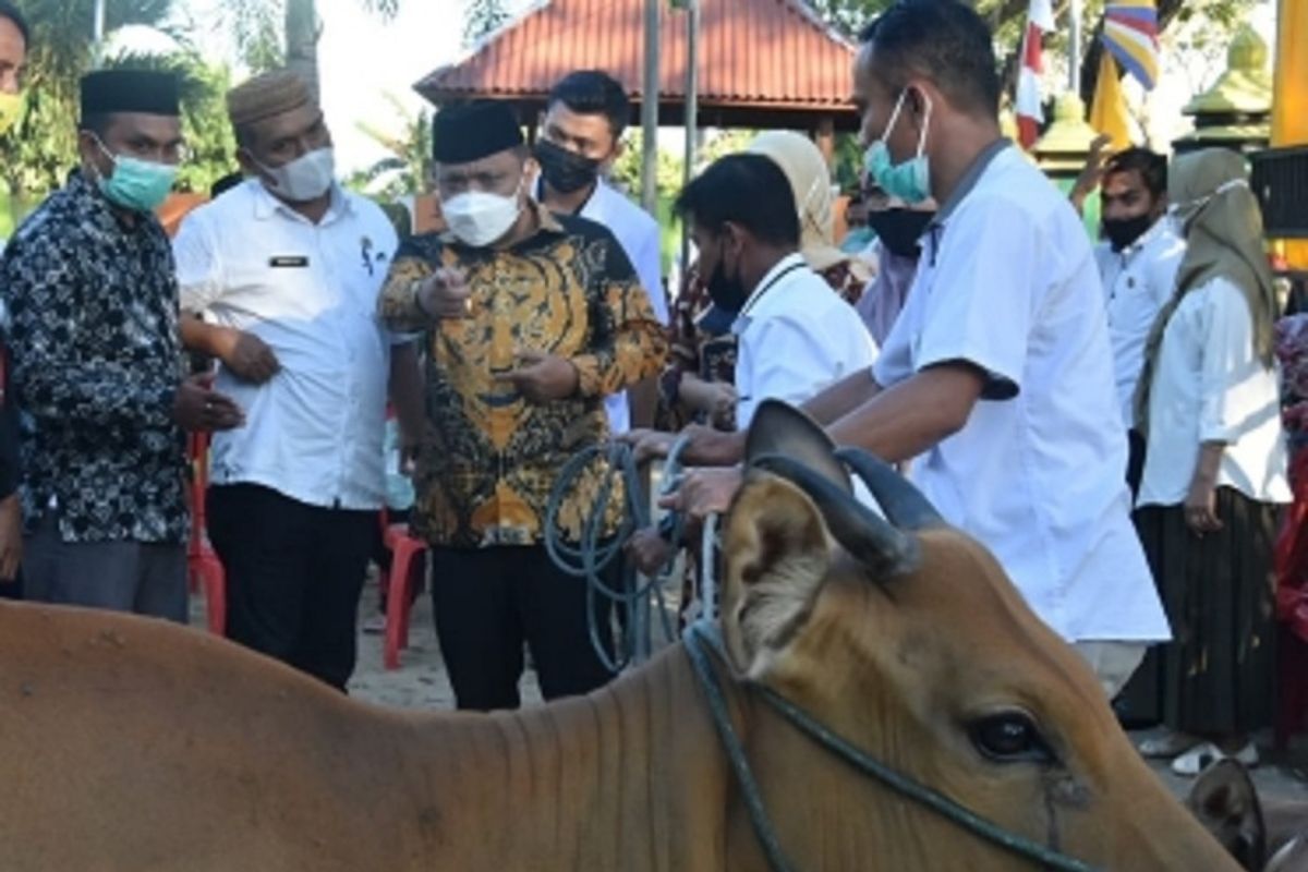 Pemkab Gorontalo salurkan bantuan sapi ternak